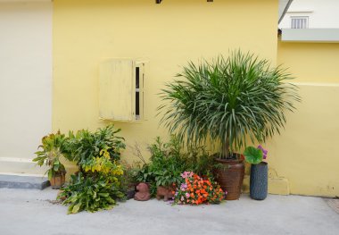 sarı taş saksı içinde çiçek evi