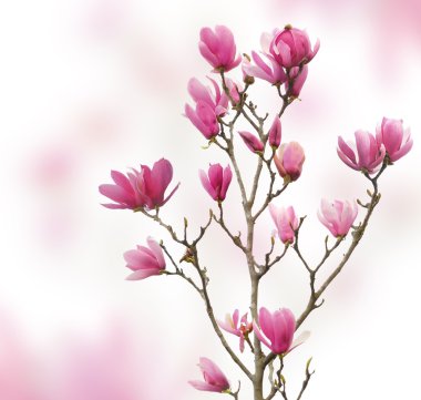 Beyaz arkaplanda izole edilmiş pembe manolya çiçekleri