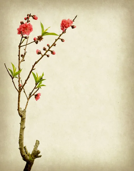 A régi papír Plum blossom — Stock Fotó