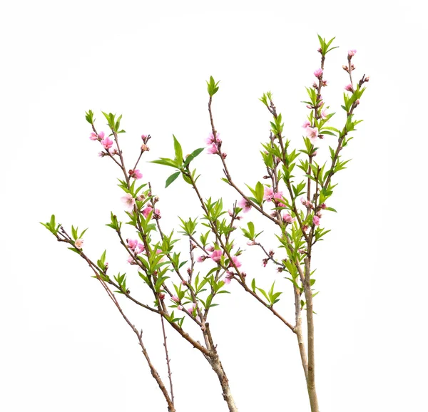 Pink blossoms — Stock Photo, Image