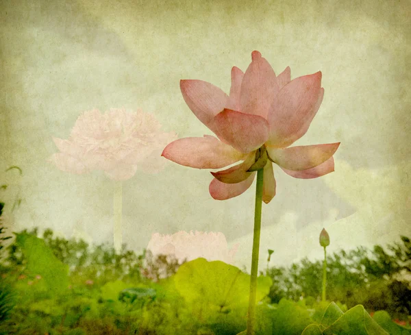 Water Lily on grunge textured background — Stock Photo, Image