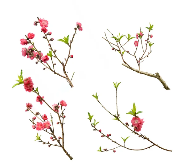 Pink blossoms — Stock Photo, Image