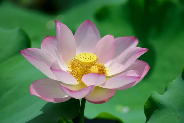 Fioritura fiore di loto — Foto Stock