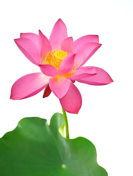 Fleur de lotus en fleurs — Photo