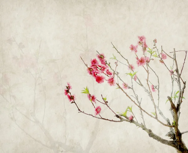 Plum blossom on old antique vintage paper background — Stock Photo, Image