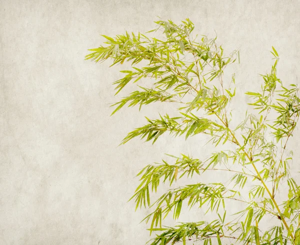 Bambu vanhalla grunge-paperilla — kuvapankkivalokuva