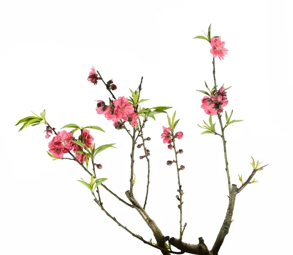 Pink blossoms — Stock Photo, Image