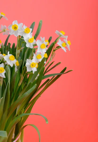 Narcissus blooming — Stock Photo, Image