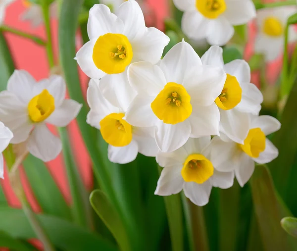 Narcissus blooming — Stock Photo, Image