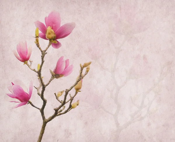 Pink magnolia flowers on old paper background — Stock Photo, Image