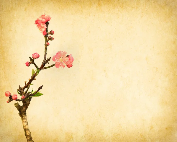 Fiore di prugna su vecchio sfondo di carta vintage antico — Foto Stock