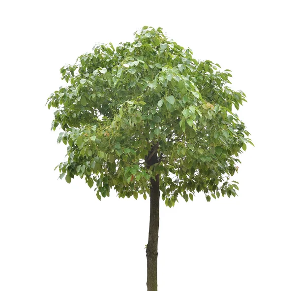 Plant tree — Stock Photo, Image