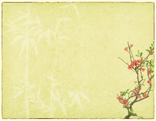 Švestkový květ na staré starožitné vinobraní papír pozadí — Stock fotografie