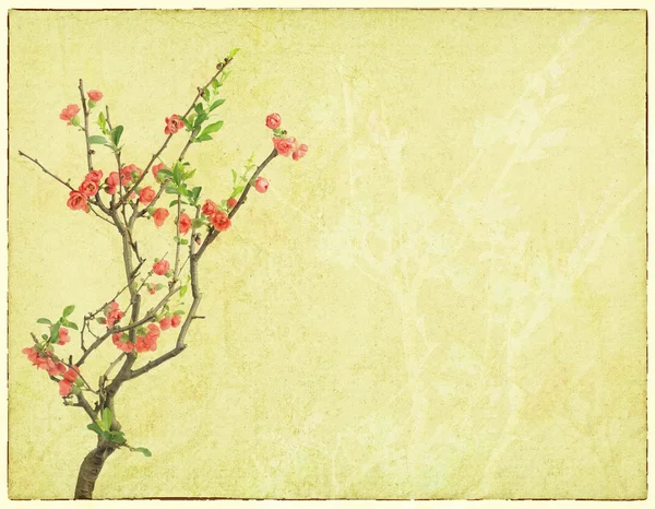 Plum blossom on old antique vintage paper background — Stock Photo, Image