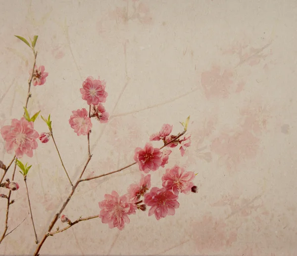 Сливовий цвіт на старовинному старовинному паперовому фоні — стокове фото