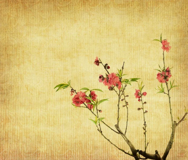 Plum blossom on old antique vintage paper background — Stock Photo, Image