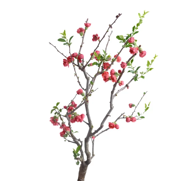 Scarlet Malus spectabilis flower — Stock Photo, Image