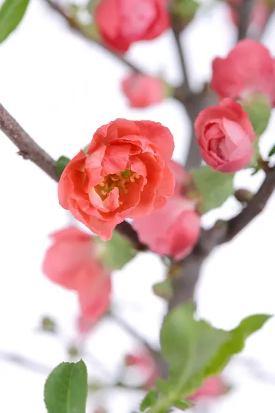 Scarlet Malus spectabilis flower in a garden at spring — Stock Photo, Image