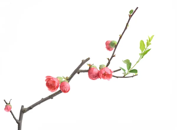 Scarlet Malus spectabilis flor en un jardín en primavera —  Fotos de Stock