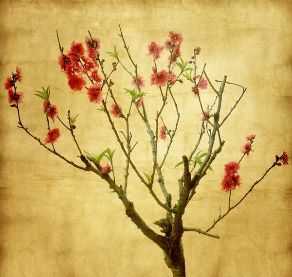Eski antika kağıt arka planda erik çiçeği — Stok fotoğraf