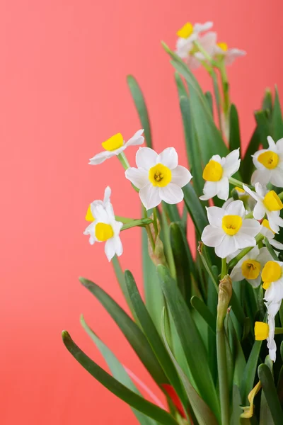 Narcissus blooming — Stock Photo, Image