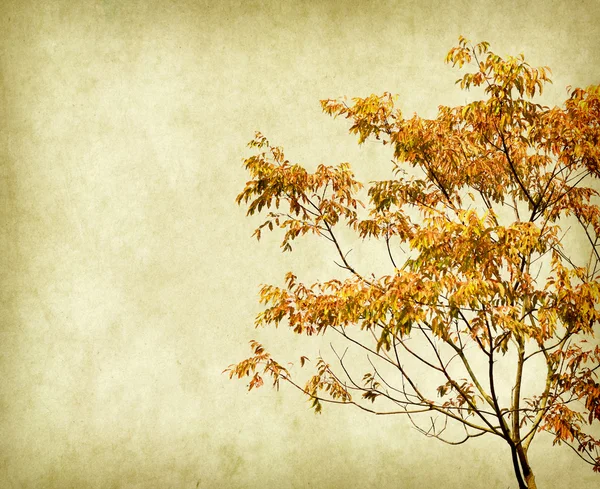 Plant tree — Stock Photo, Image