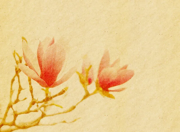 Fiori di magnolia rosa su vecchio sfondo di carta — Foto Stock