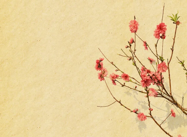 Plum blossom on old antique vintage paper background — Stock Photo, Image