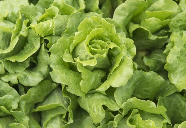 Lettuce plant in field — Stock Photo, Image