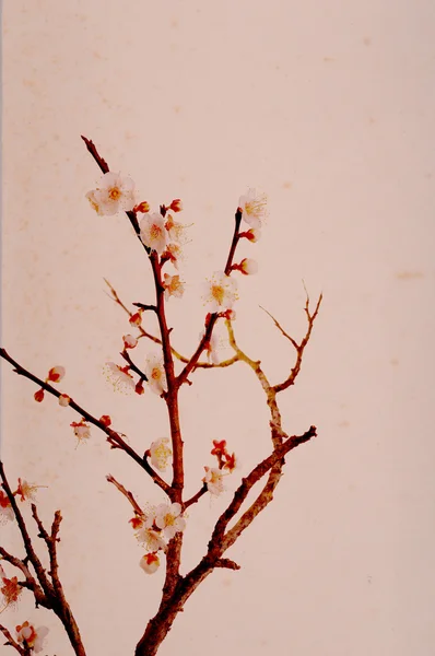 Plum blossom on old antique vintage paper background — Stock Photo, Image