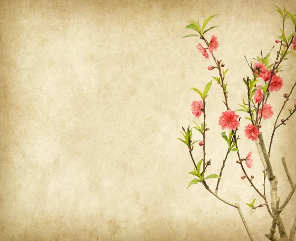 Plum blossom on old antique vintage paper background — Stock Photo, Image