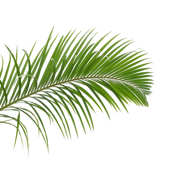 Palmera aislada sobre fondo blanco — Foto de Stock