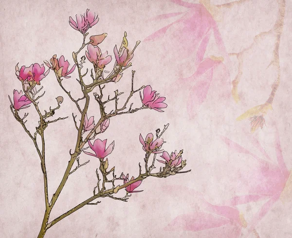 Fiori di magnolia rosa su vecchio sfondo di carta — Foto Stock