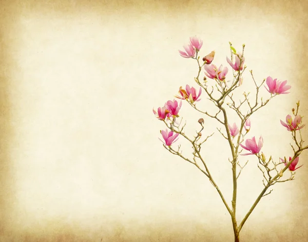 Růžové magnólie květiny izolované na bílém pozadí — Stock fotografie