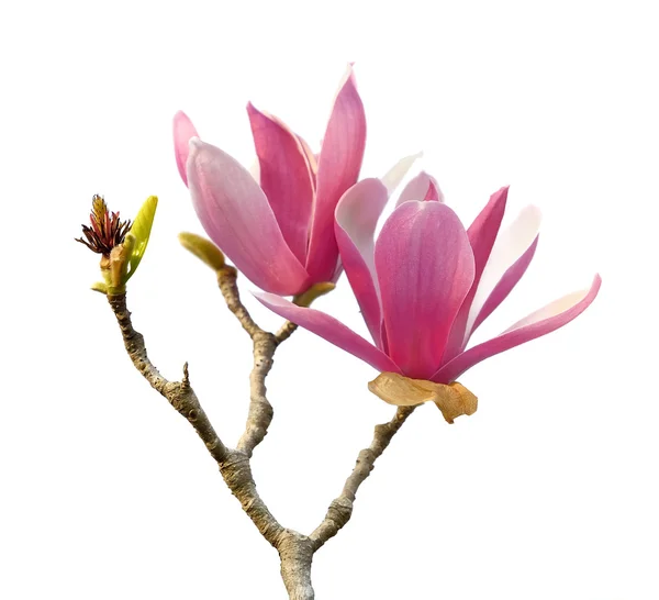 Rosa magnolia blommor isolerad på vit bakgrund — Stockfoto