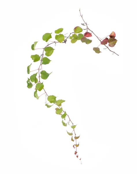 Klimop bladeren geïsoleerd op een witte achtergrond — Stockfoto