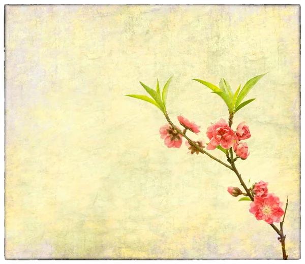 古いアンティークのヴィンテージ紙の背景に梅の花 — ストック写真