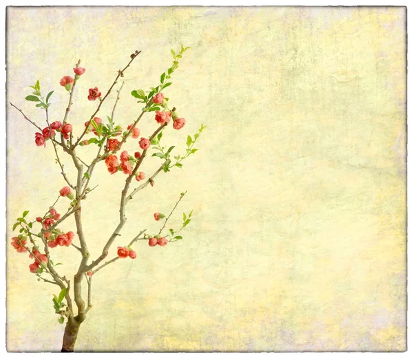 Plum blossom on old antique vintage paper background — Stock Photo, Image