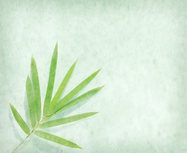 Bamboo on old grunge paper texture background