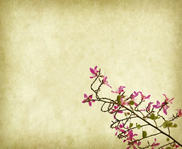在旧的背景上的红色紫荆花 — 图库照片