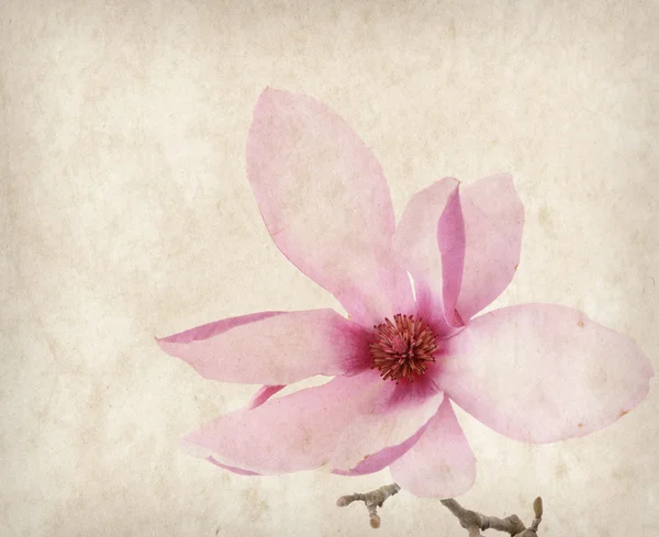 Fiori di magnolia rosa su vecchio sfondo di carta — Foto Stock