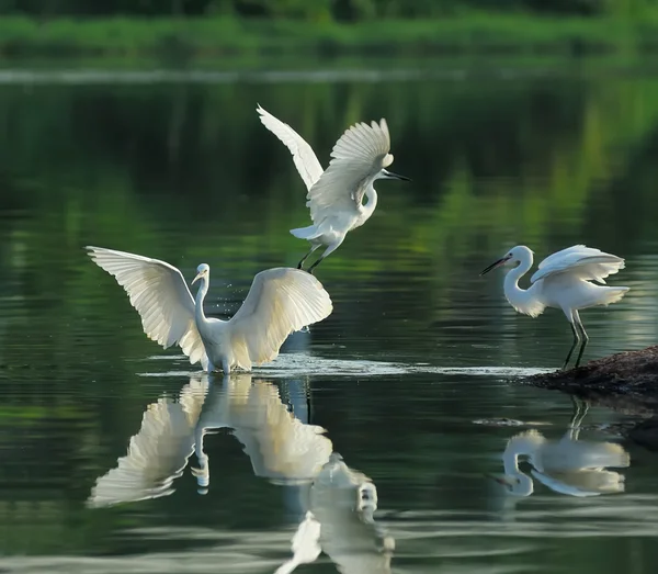 On a lagoon — Stock Photo, Image