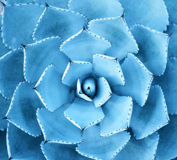 Scharfe spitze Blätter der Agave — Stockfoto