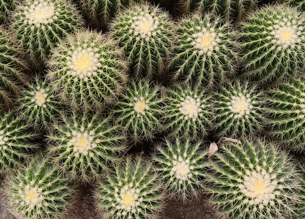 Succulent plant in the desert — Stock Photo, Image