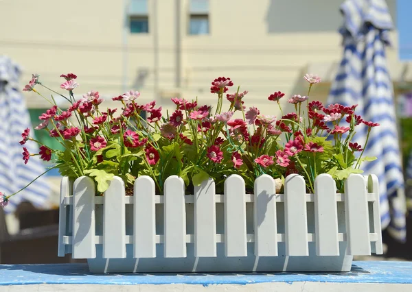 Hängende Blumentöpfe mit Zaun — Stockfoto