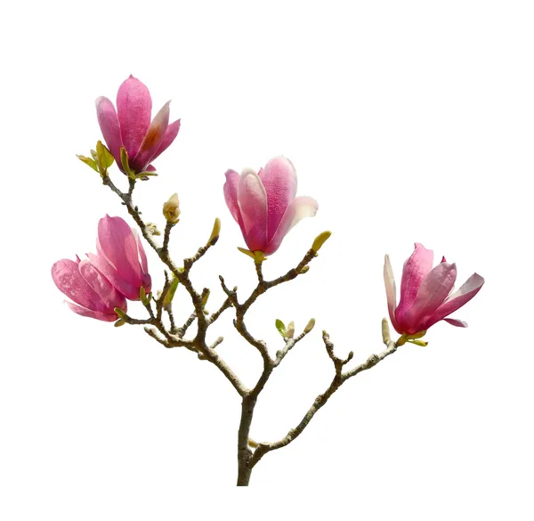 Roze magnolia bloemen geïsoleerd op witte achtergrond — Stockfoto