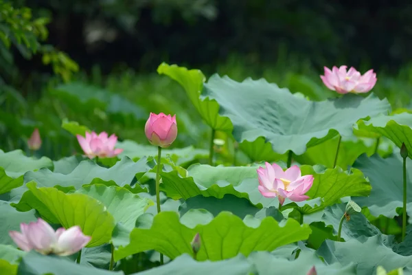 Blooming lotus flower — Stock Photo, Image