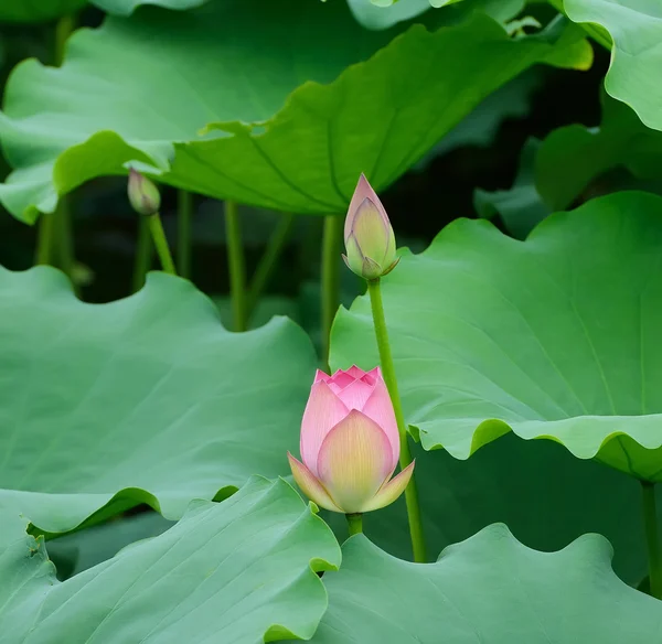 Blühende Lotusblume — Stockfoto