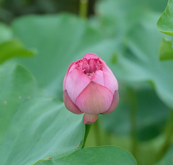 Kvetoucí Lotosový květ — Stock fotografie