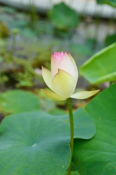 Blooming lotus flower — Stock Photo, Image